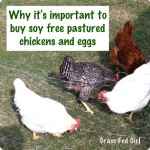 Why Buy Soy Free Pastured Eggs?
